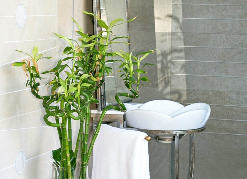 ไผ่กวนอิม เป็นไม้ในร่มที่ได้รับความนิยมมาก ๆ สามารถทำให้ห้องน้ำของคุณเป็นที่พักผ่อน